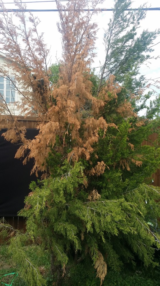 Juniper dying on one side. Cause unknown