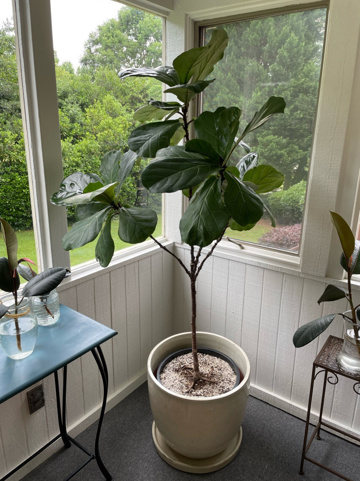 What to do with my leggy Ficus Lyrata?