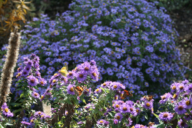 3 Lavender Plants for NW Montana Gardens - Earth Within Flowers