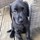 rachel_donnachie