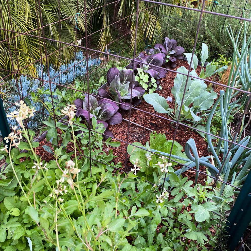 San Pedro, CA - Rustic Kitchen Garden