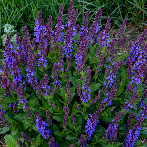 Proven Winners Salvia 'Violet Profusion'