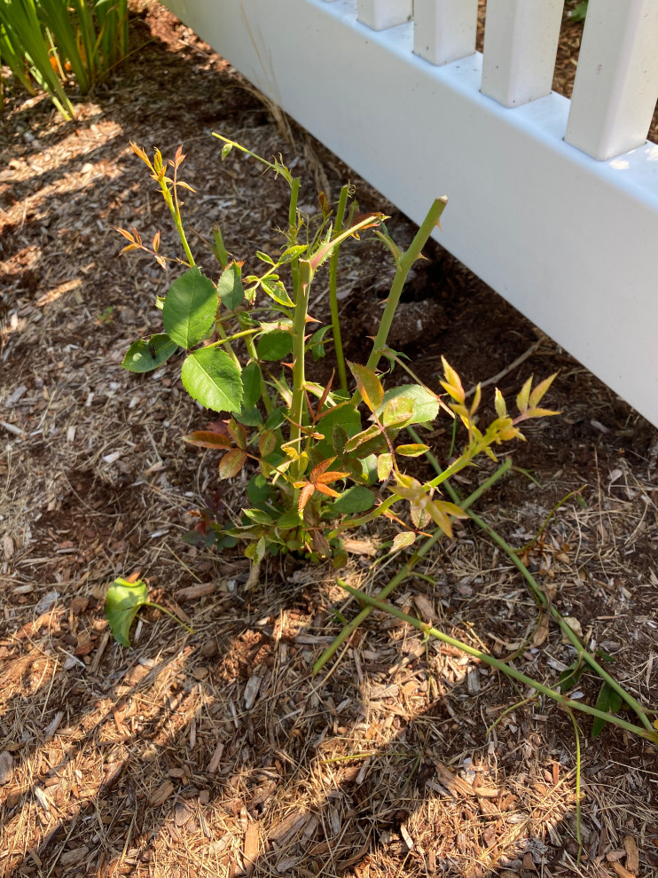 What is eating my rose stems?