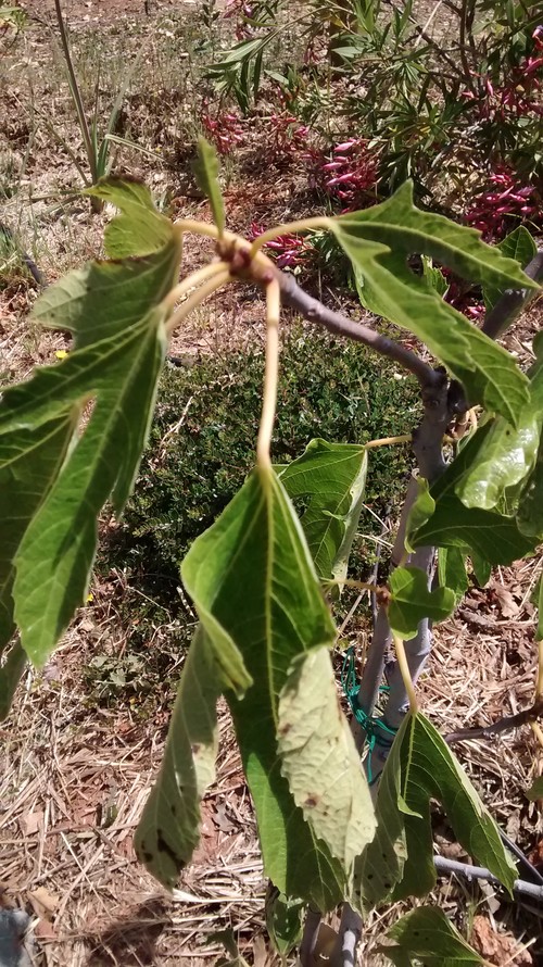 Fig leaves curling, have brown stains on the back *Pics*