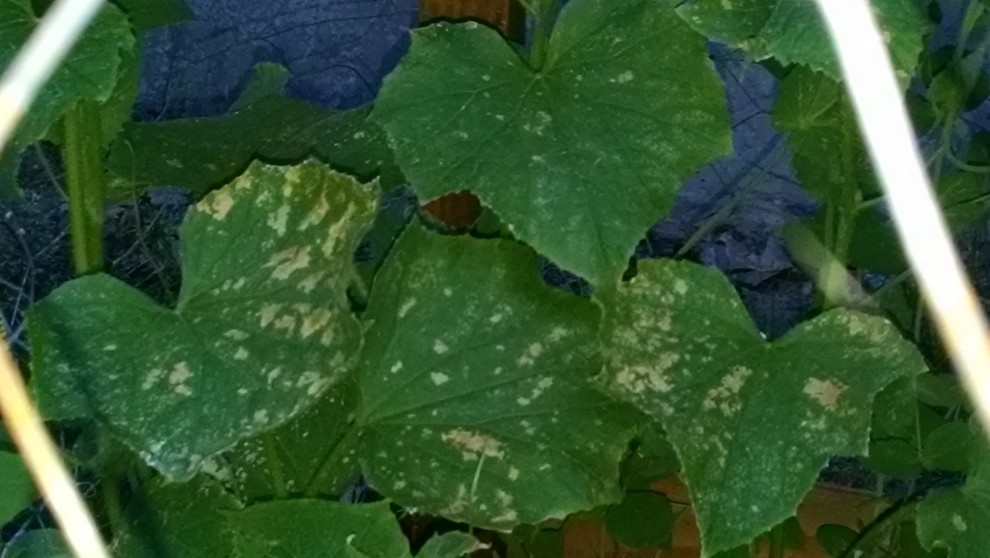 White/Brown spots on cucumber leaves
