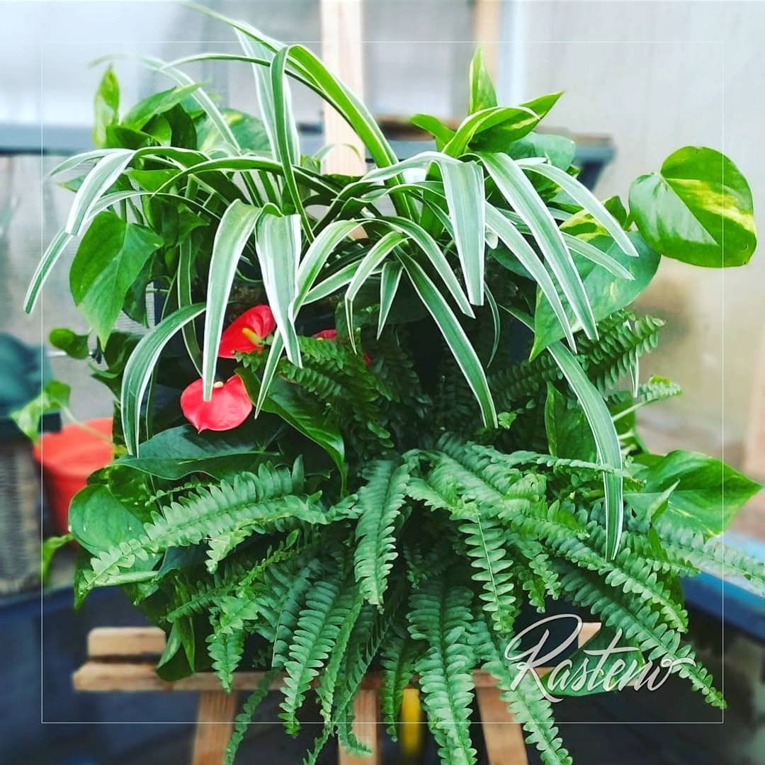 Живые фитокартины.