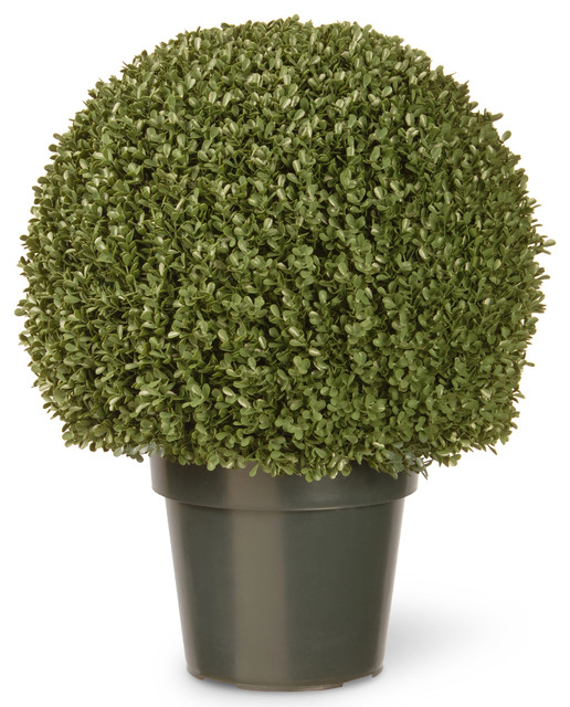 National Tree Company 22" Mini Boxwood Ball With Green Pot