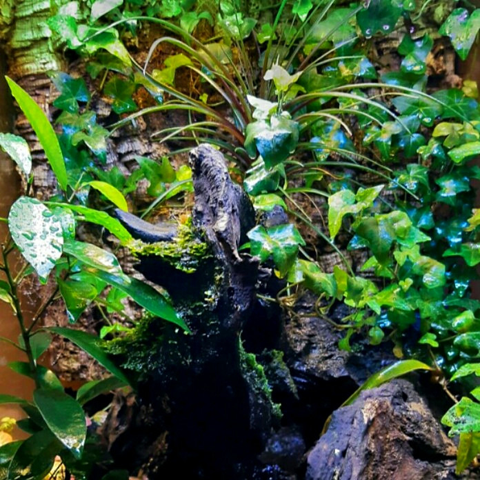 Флорариум 2