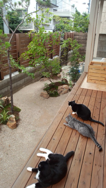 猫と暮らす家 japones-moderno-porche
