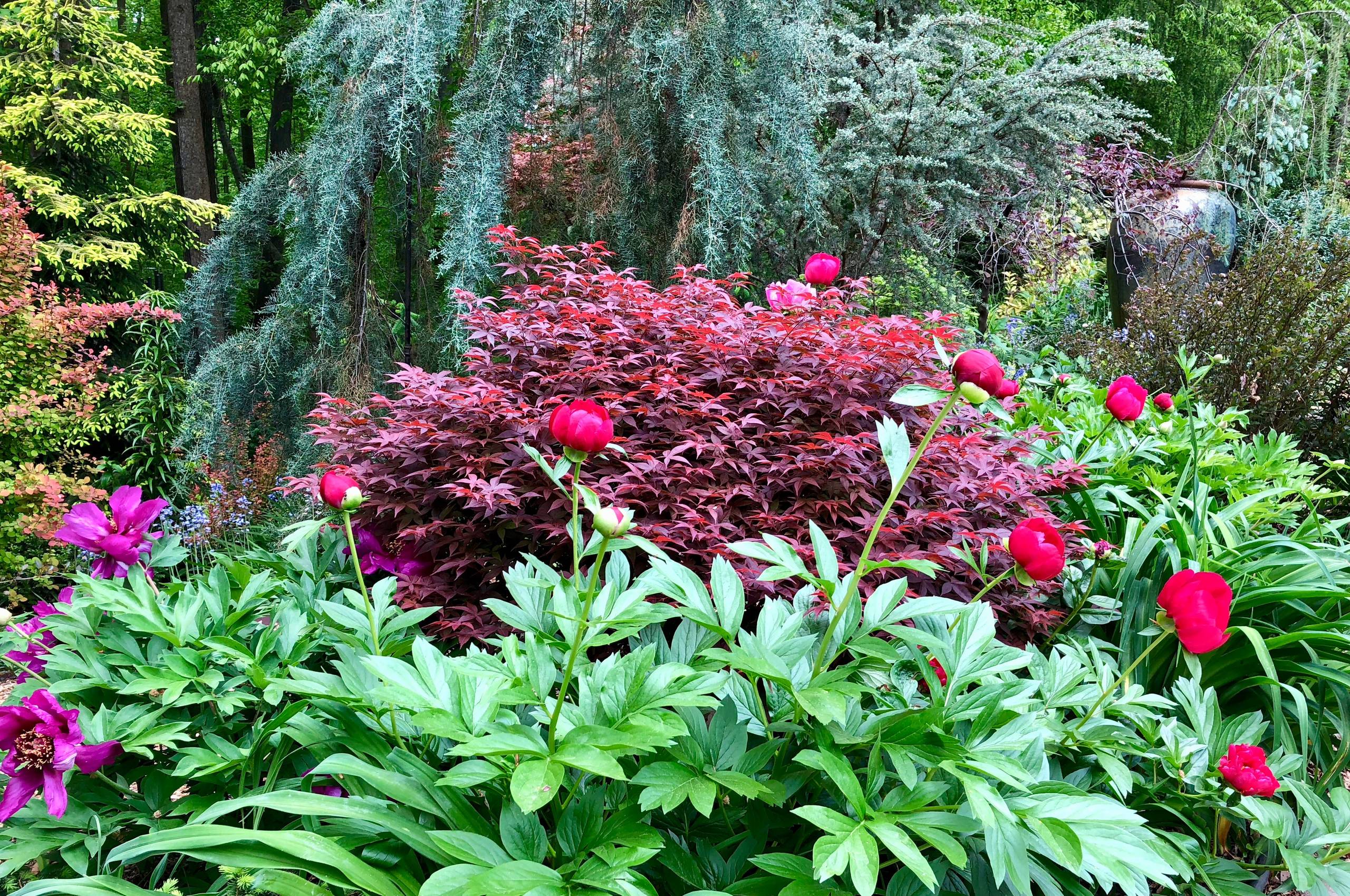 Peonies and Japanese maple in the front garden.