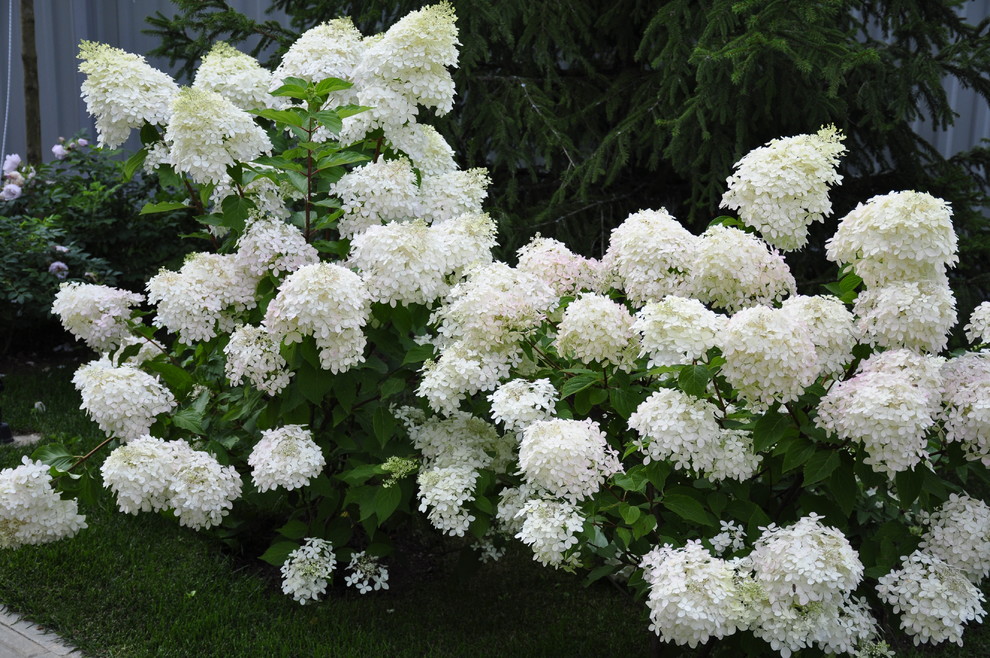 д. Косово - Уход за садом - 100% качество