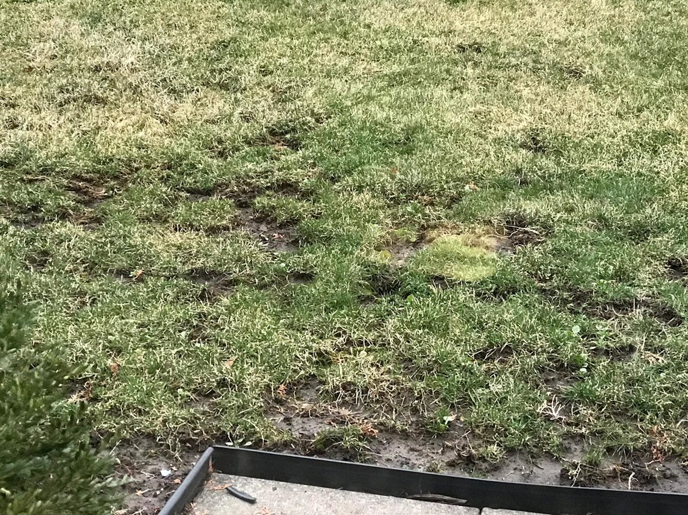 Lumpy Yard, Dead Square of No Grass; please help fix my lawn!