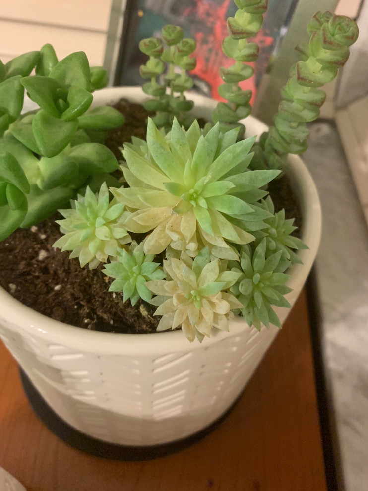 Why is my succulent turning yellow/white?