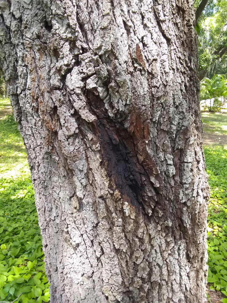 Black spot on my oak tree...