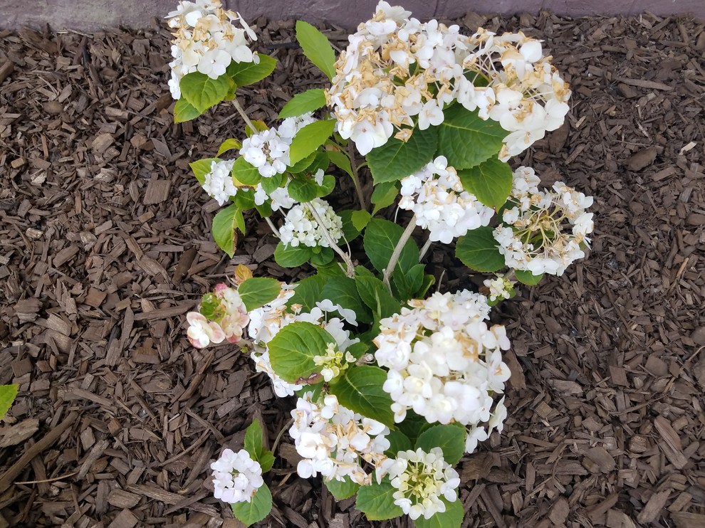 Is my hydrangea dying?