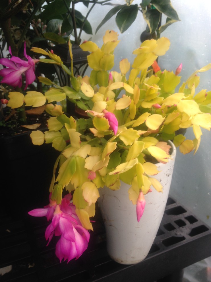 What's left of my variegated true 'Christmas Cactus' after many falls |  Houzz Forum