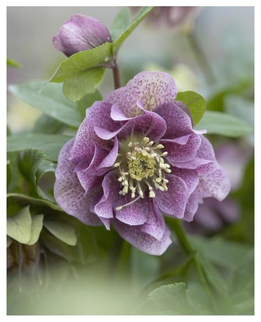 Hellebore Double Spotted Purple Variety Flower Paper Print 18 X22 Contemporary Prints And Posters By Global Gallery