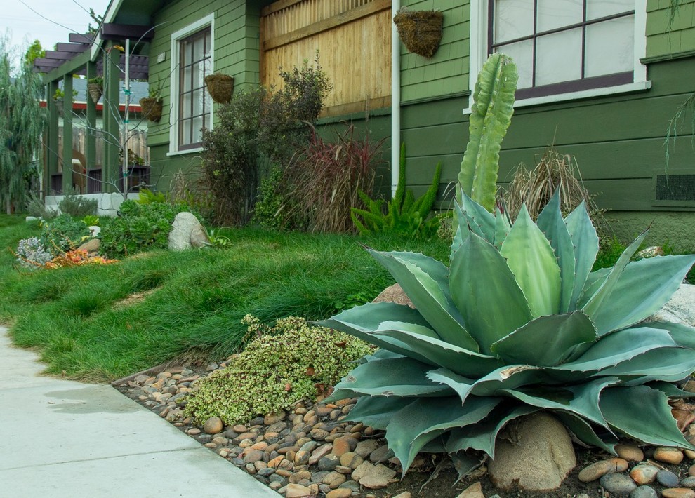 Plants in the Landscape Contemporary Los Angeles by Budget Plants Houzz