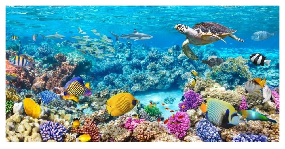 "Sea Turtle and fish, Maldivian Coral Reef" Print by Pangea Images, 62"x32"
