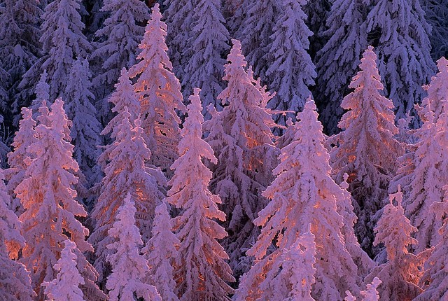 Snow Covered Black Forest Wallpaper Wall Mural, Self-Adhesive