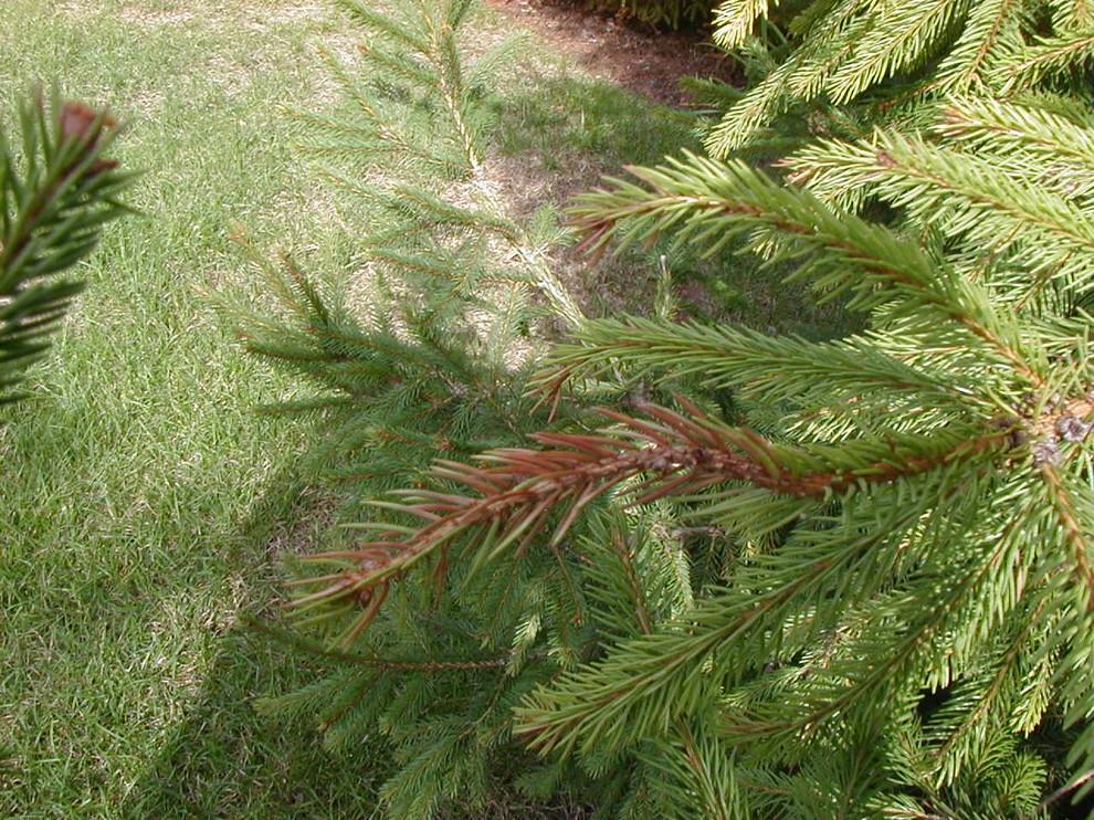 Norway Spruce Needle Browning and Loss
