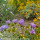 Perennial Garden Consultants