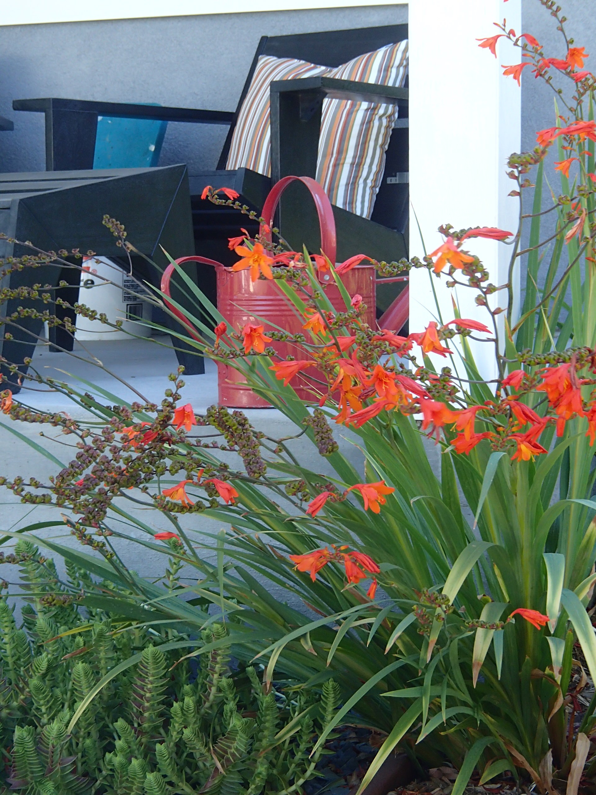 Contemporary dry resistant plants front yard