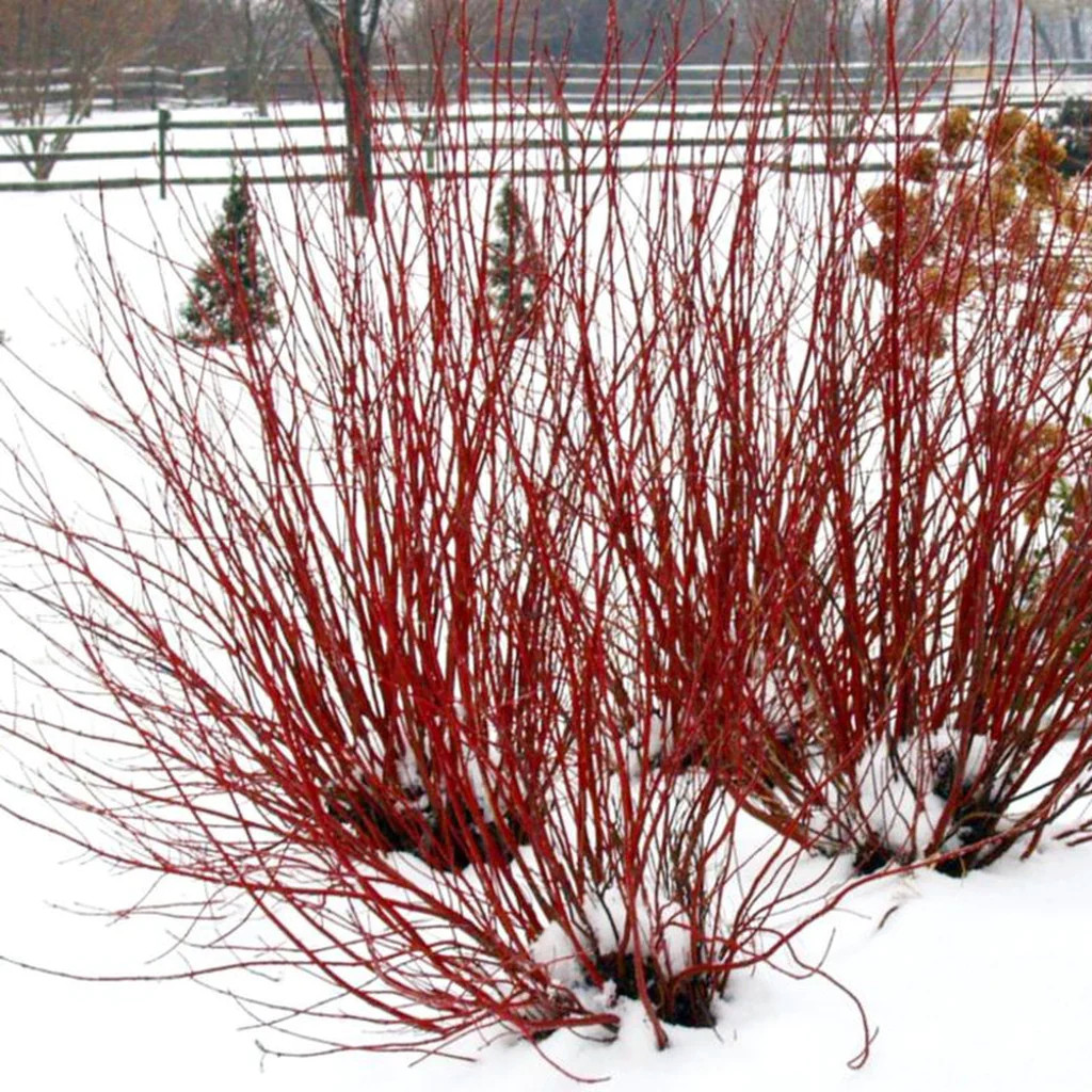 Red Twig Dogwood is Full Of Robust Color in the Winter Landscape by Peter Atkins and Associates