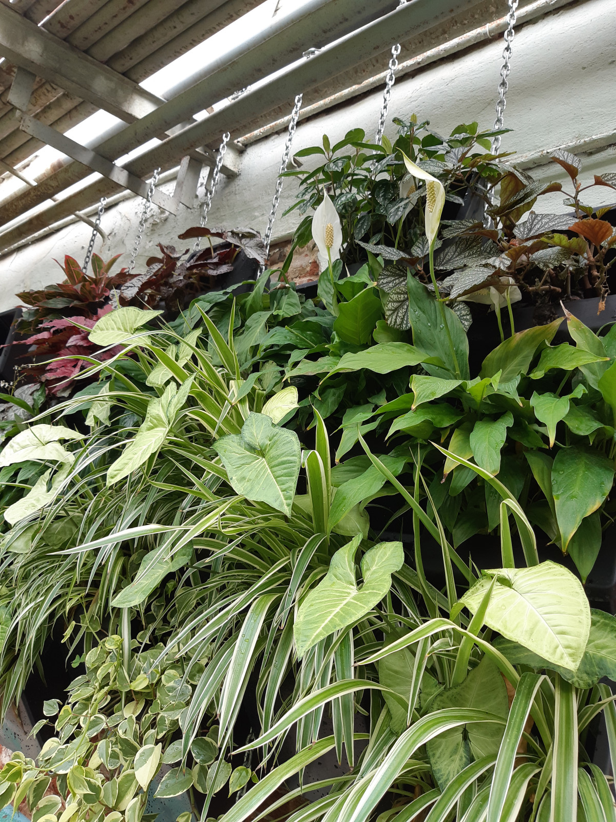 Создание фитостен