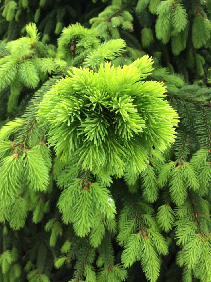 северный версаль