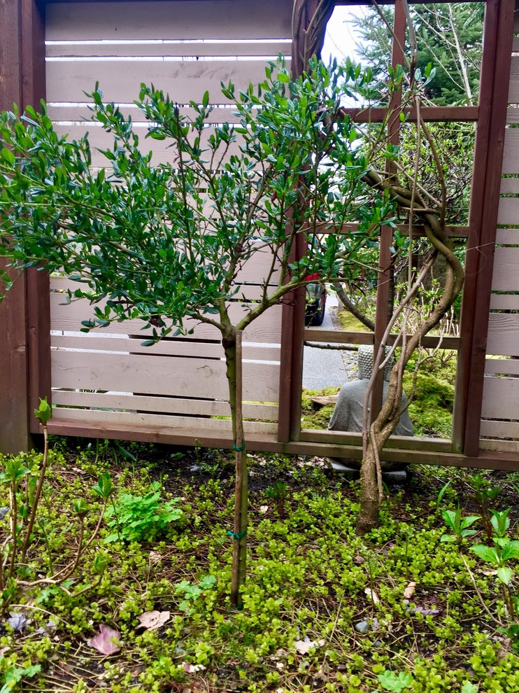 Is it still safe to transplant Ceanothus (Calirnia Lilac) Tree? | Houzz ...