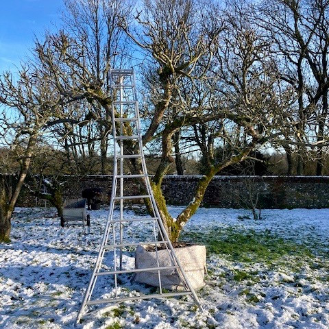 Arboriculture