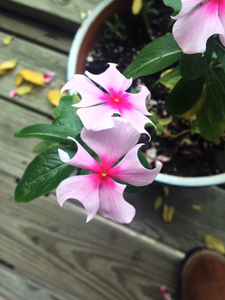 What's eating my vinca flowers?