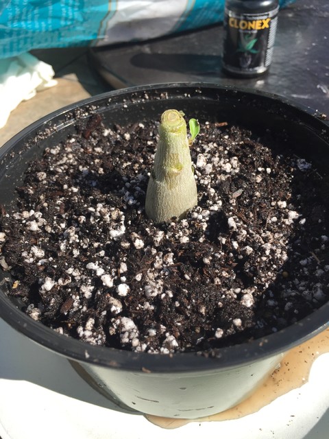 root training 