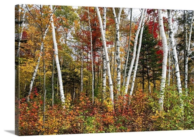 Vermont Birches Wrapped Canvas Art Print, 18