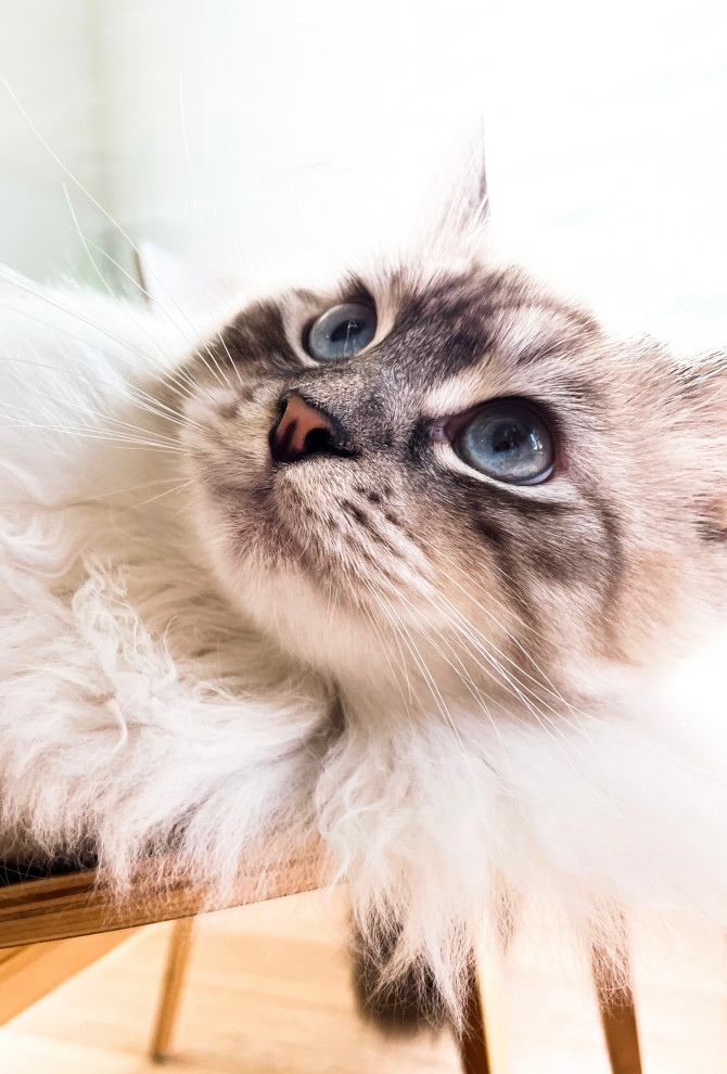 Lawyer Lifestyle | Denver, CO | Earthy Modern Home Office Creation