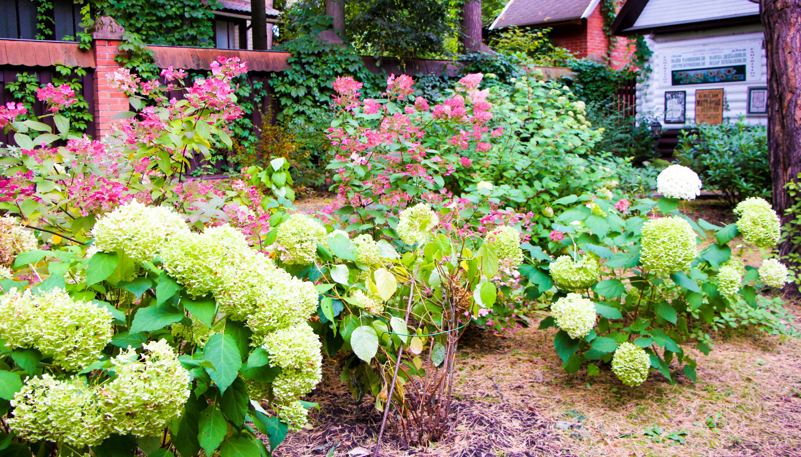 Баковка, 2018 г.