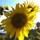 sandra_robinson