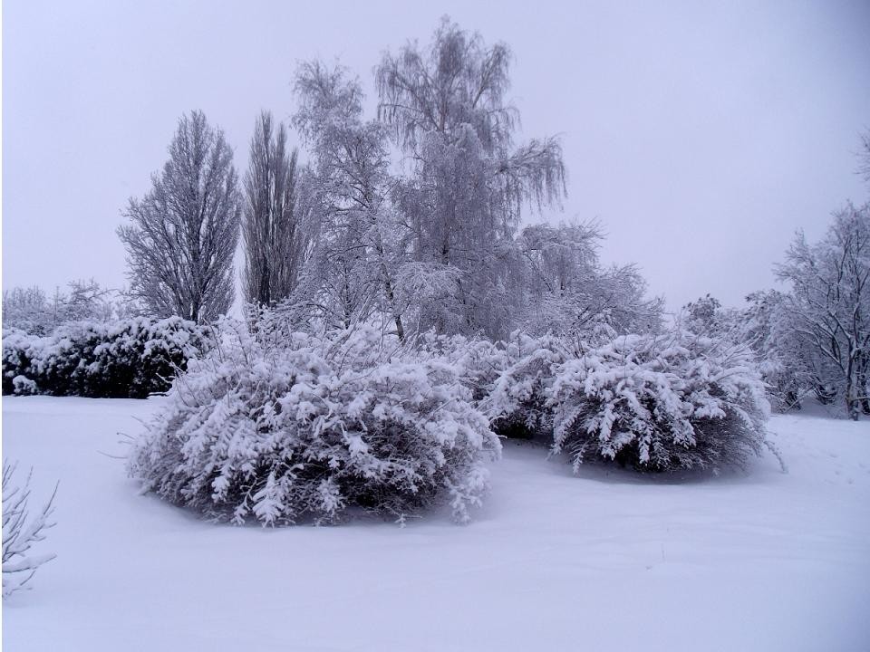 Уход за садом зимой | Как подготовить деревья к зимовке?
