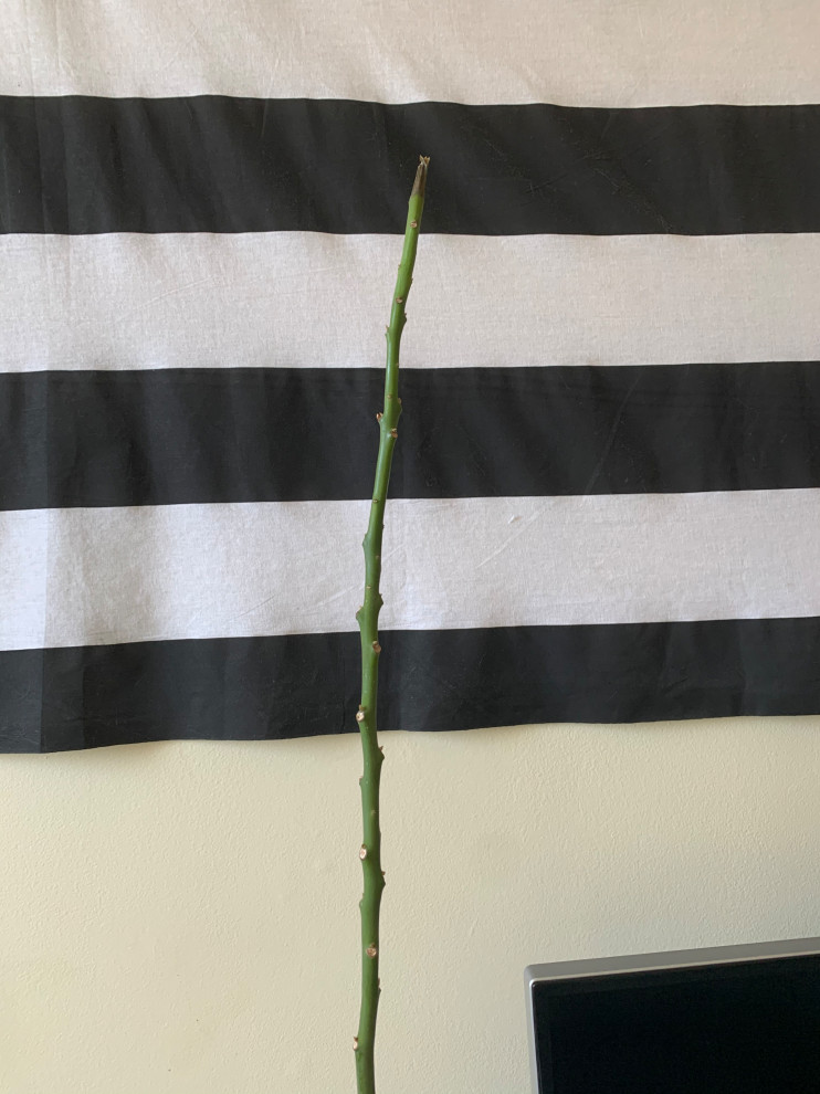 Help! My avocado tree is dying and I don't know why!