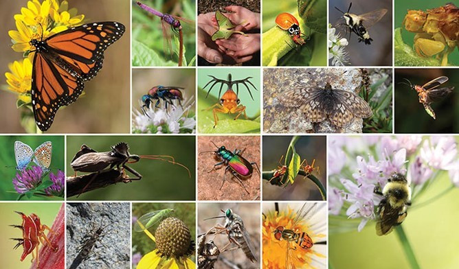pollinator insect chart of insects