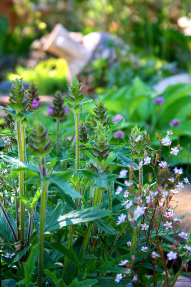 Альпинарий