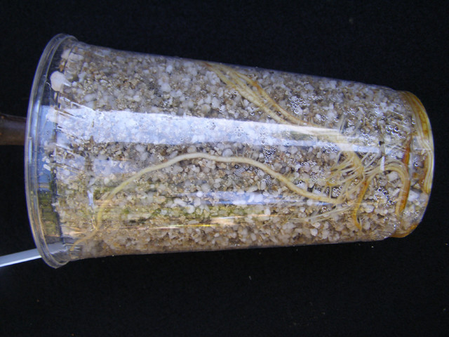 Paper Glass Roots Roots vs leaves
