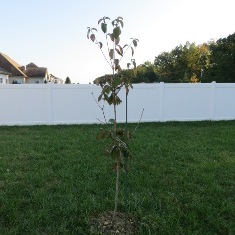 Weed Wacked my Dogwood Kousa