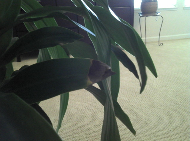 Janet Craig - Black Tips | Houzz Forum