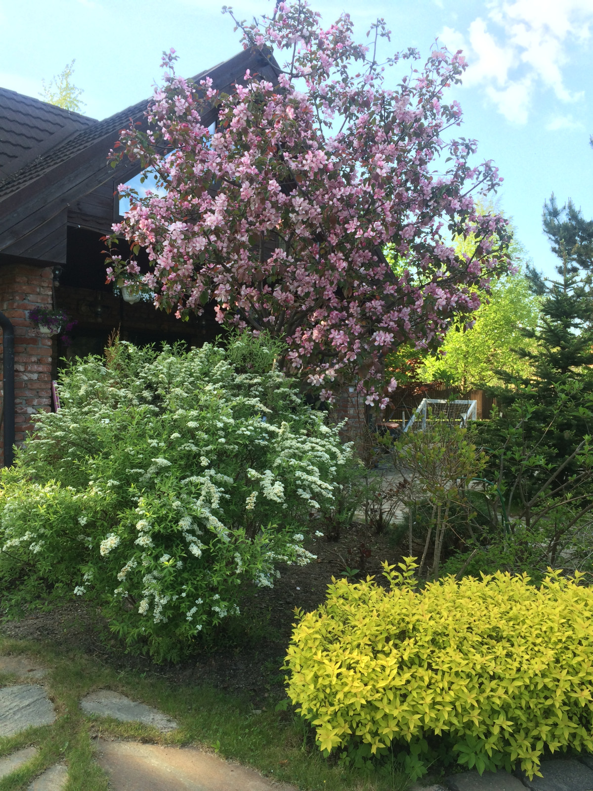 Весеннее трио-Яблоня Рудольфа, Спирея серая "Грефшейм" и Спирея японская "Голден