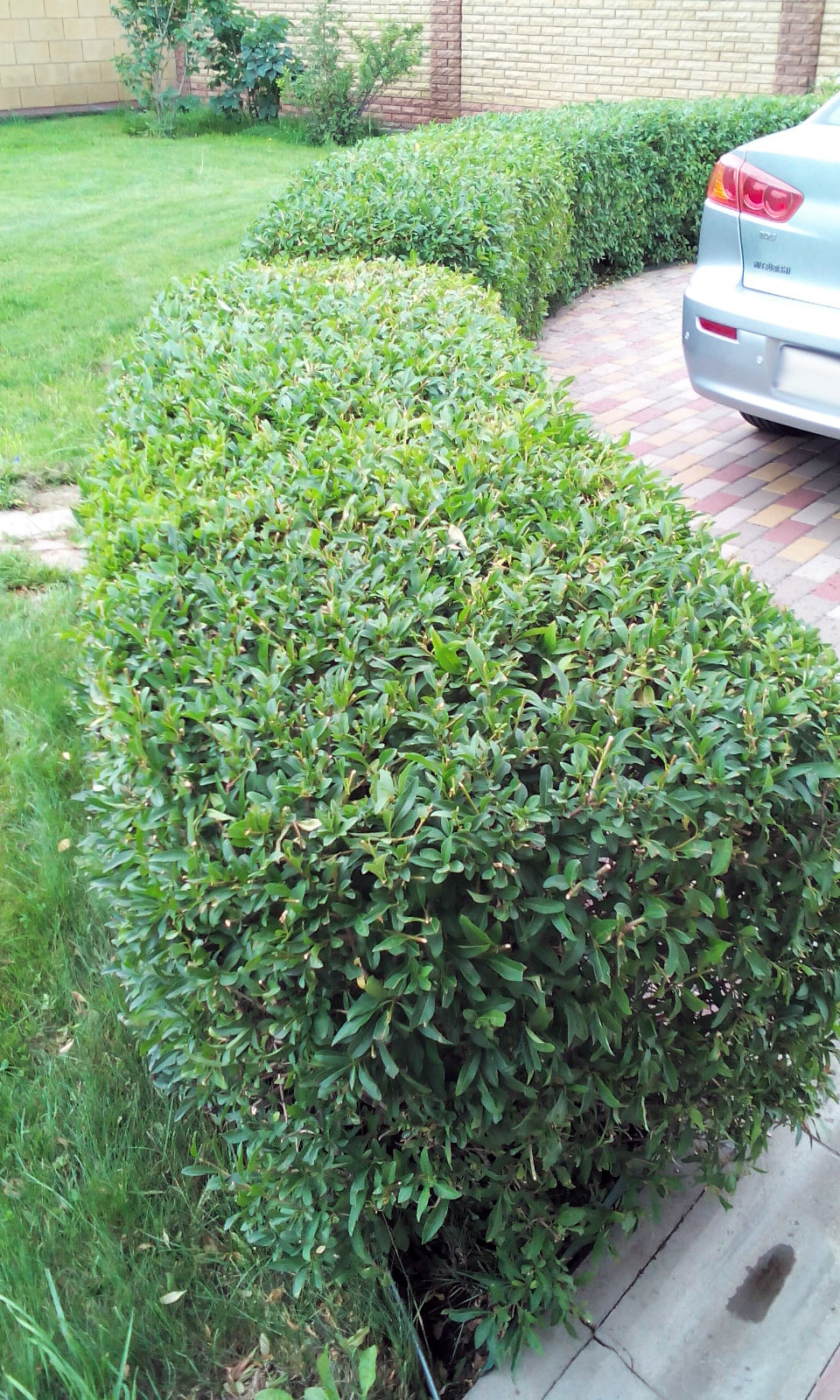 Сад, в котором живет вдохновение