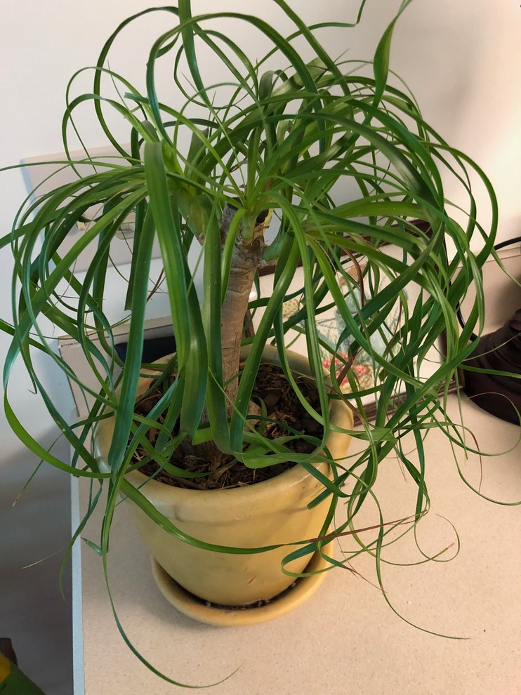 birds nest snake plant Snake Plant  Bird's Nest | Low Maintenance Air-Purifying Plant