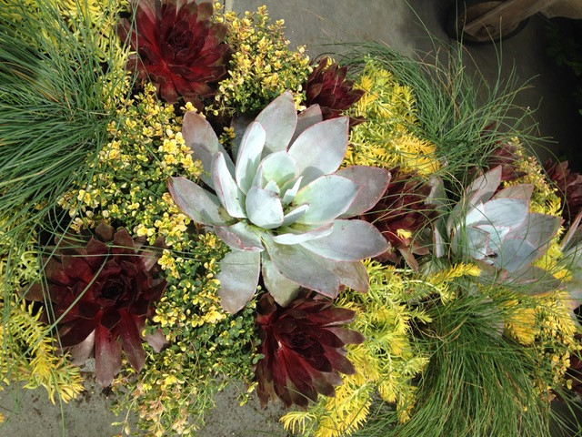 Spring and Summer Container Gardens