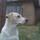 charlotte_crookham